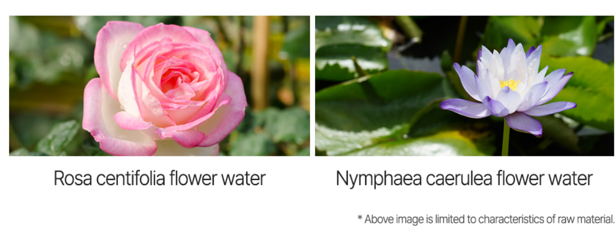 Two images of flowers with text indicating 'Rosa centifolia flower water' and 'Nymphaea caerulea flower water', as other ingredients in eco soul makeup fixer.